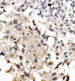 Invitrogen MNT Polyclonal Antibody 100 &mu;g; Unconjugated:Antibodies,