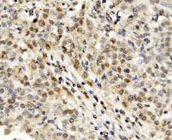 Invitrogen MNT Polyclonal Antibody 100 &mu;g; Unconjugated:Antibodies,