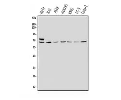 Invitrogen MNT Polyclonal Antibody 100 &mu;g; Unconjugated:Antibodies,