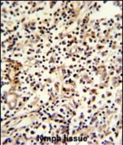 Invitrogen PCM1 Polyclonal Antibody 400 &mu;L; Unconjugated:Antibodies,