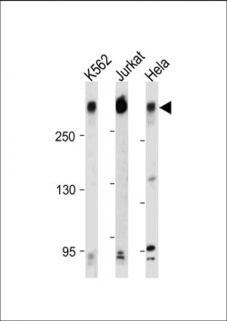 Invitrogen PCM1 Polyclonal Antibody 400 &mu;L; Unconjugated:Antibodies,