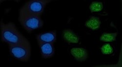 Invitrogen KLF10 Polyclonal Antibody 100 &mu;g; Unconjugated:Antibodies,