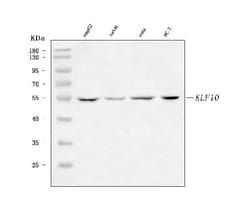 Invitrogen KLF10 Polyclonal Antibody 100 &mu;g; Unconjugated:Antibodies,
