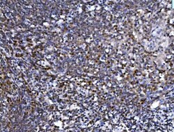 Invitrogen SPT5 Polyclonal Antibody 100 &mu;g | Buy Online | Invitrogen&trade; | Fisher Scientific