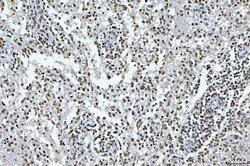 Invitrogen GADD45B Polyclonal Antibody 100 &mu;g; Unconjugated:Antibodies,