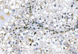 Invitrogen GADD45B Polyclonal Antibody 100 &mu;g; Unconjugated:Antibodies,