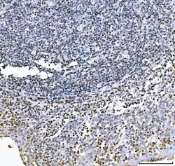 Invitrogen GADD45B Polyclonal Antibody 100 &mu;g; Unconjugated:Antibodies,