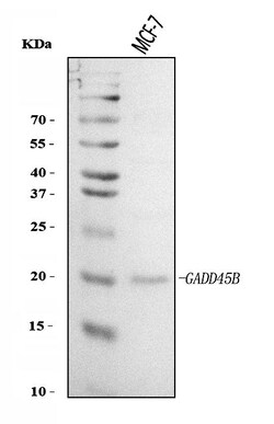 Invitrogen GADD45B Polyclonal Antibody 100 &mu;g; Unconjugated:Antibodies,