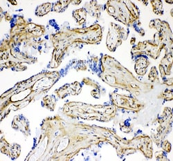 Invitrogen Laminin Polyclonal Antibody 100 &mu;g; Unconjugated:Antibodies,