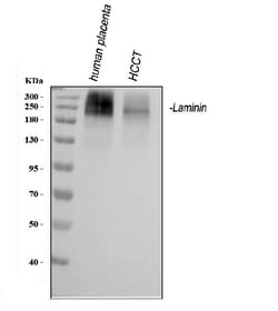 Invitrogen Laminin Polyclonal Antibody 100 &mu;g; Unconjugated:Antibodies,