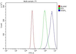 Invitrogen WAPL Polyclonal Antibody 100 μg; Unconjugated:Antibodies,
