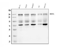 Invitrogen WAPL Polyclonal Antibody 100 μg; Unconjugated:Antibodies,