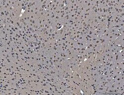 Invitrogen hnRNP U Polyclonal Antibody 100 &mu;g; Unconjugated:Antibodies,