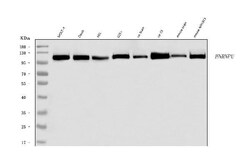 Invitrogen hnRNP U Polyclonal Antibody 100 &mu;g; Unconjugated:Antibodies,