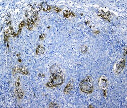 Invitrogen SLC34A2 Polyclonal Antibody 100 &mu;g; Unconjugated:Antibodies,