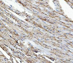 Invitrogen NDUFS5 Polyclonal Antibody 100 μg; Unconjugated:Antibodies,