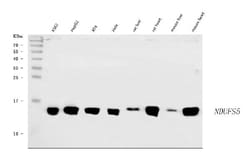 Invitrogen NDUFS5 Polyclonal Antibody 100 μg; Unconjugated:Antibodies,