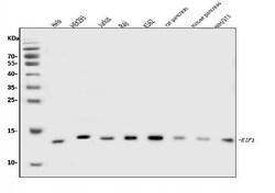Invitrogen eIF1 Polyclonal Antibody 100 &mu;g | Buy Online | Invitrogen&trade; | Fisher Scientific