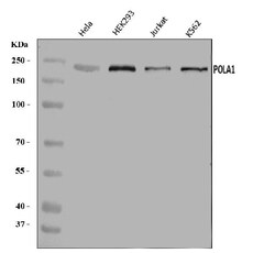 Invitrogen POLA1 Polyclonal Antibody 100 &mu;g; Unconjugated:Antibodies,
