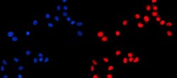 Invitrogen KIF4A/KIF4B Polyclonal Antibody 100 &mu;g; Unconjugated:Antibodies,