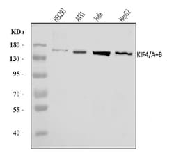 Invitrogen KIF4A/KIF4B Polyclonal Antibody 100 &mu;g; Unconjugated:Antibodies,