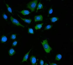 Invitrogen ZBP1 Polyclonal Antibody 100 &mu;g; Unconjugated:Antibodies,