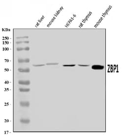 Invitrogen ZBP1 Polyclonal Antibody 100 &mu;g; Unconjugated:Antibodies,