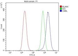 Invitrogen CMBL Polyclonal Antibody 100 &mu;g | Buy Online | Invitrogen&trade; | Fisher Scientific