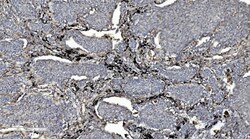 Invitrogen CMBL Polyclonal Antibody 100 &mu;g | Buy Online | Invitrogen&trade; | Fisher Scientific