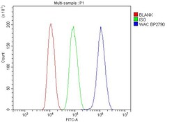 Invitrogen WAC Polyclonal Antibody 100 &mu;g; Unconjugated:Antibodies,