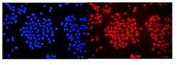 Invitrogen WAC Polyclonal Antibody 100 &mu;g; Unconjugated:Antibodies,