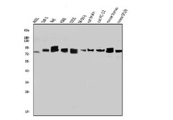 Invitrogen WAC Polyclonal Antibody 100 &mu;g; Unconjugated:Antibodies,