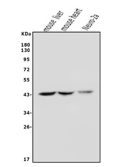 Invitrogen AS3MT Polyclonal Antibody 100 &mu;g; Unconjugated:Antibodies,