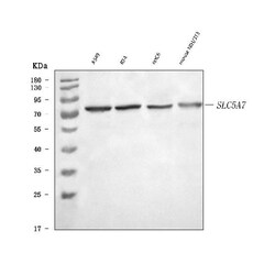 Invitrogen SLC5A7 Polyclonal Antibody 100 &mu;g; Unconjugated:Antibodies,