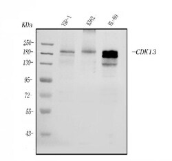 Invitrogen CDK13 Polyclonal Antibody 100 &mu;g; Unconjugated:Antibodies,