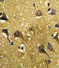 Invitrogen GDF6 Polyclonal Antibody 400 μL; Unconjugated:Antibodies,