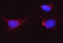 Invitrogen Bi-1 Polyclonal Antibody 100 μg; Unconjugated:Antibodies,