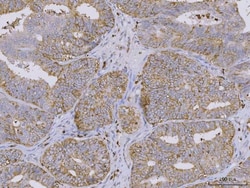 Invitrogen Bi-1 Polyclonal Antibody 100 μg; Unconjugated:Antibodies,