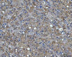 Invitrogen Bi-1 Polyclonal Antibody 100 μg; Unconjugated:Antibodies,