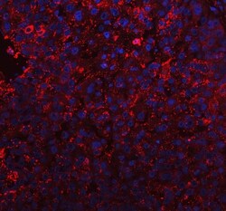 Invitrogen Bi-1 Polyclonal Antibody 100 μg; Unconjugated:Antibodies,