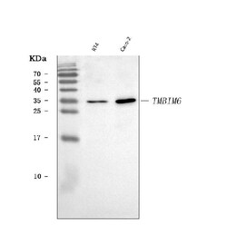 Invitrogen Bi-1 Polyclonal Antibody 100 μg; Unconjugated:Antibodies,