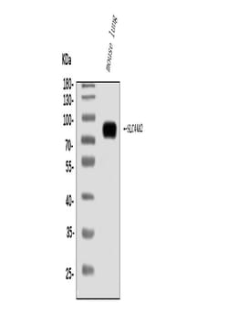 Invitrogen SLC44A2 Polyclonal Antibody 100 &mu;g; Unconjugated:Antibodies,