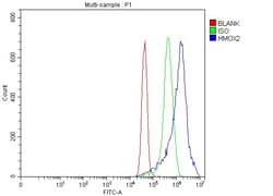 Invitrogen Heme oxygenase 2 Polyclonal Antibody 100 μg; Unconjugated:Antibodies,