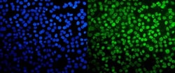Invitrogen TAF4 Polyclonal Antibody 100 &mu;g; Unconjugated:Antibodies,