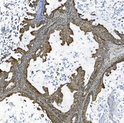 Invitrogen TAF4 Polyclonal Antibody 100 &mu;g; Unconjugated:Antibodies,