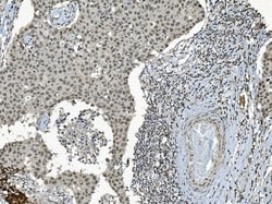 Invitrogen TAF4 Polyclonal Antibody 100 &mu;g; Unconjugated:Antibodies,