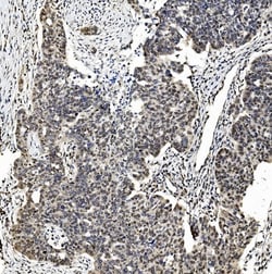 Invitrogen TAF4 Polyclonal Antibody 100 &mu;g; Unconjugated:Antibodies,