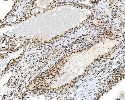 Invitrogen TAF4 Polyclonal Antibody 100 &mu;g; Unconjugated:Antibodies,