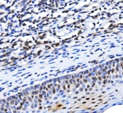 Invitrogen TAF4 Polyclonal Antibody 100 &mu;g; Unconjugated:Antibodies,