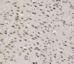 Invitrogen TAF4 Polyclonal Antibody 100 &mu;g; Unconjugated:Antibodies,